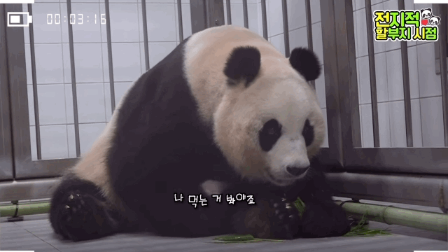 학대받던 화니 사랑만 받는 아이바오 | 인스티즈