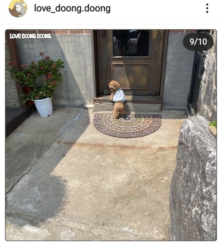 까페를 좋아하는 강아지 | 인스티즈