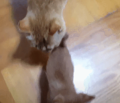 [매탈남] 고알못 집사한테 진심인 아기고양이.jpg | 인스티즈