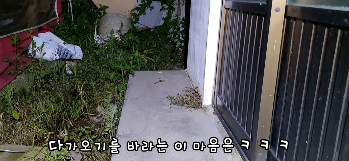 [매탈남] 살고 싶어서 새벽 2시에 찾아온 새끼 고양이 | 인스티즈