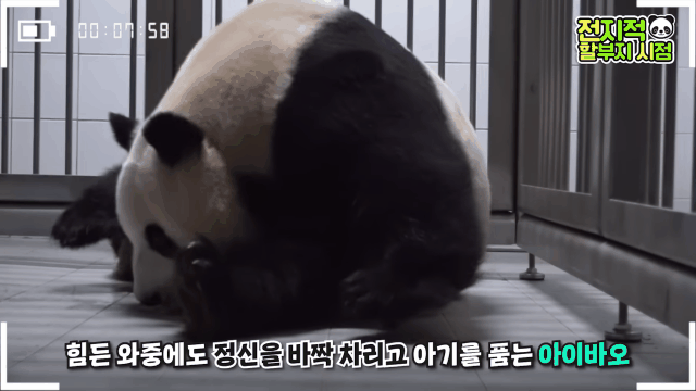 푸바오 출산때와 180도 달라진 아이바오.GIF | 인스티즈