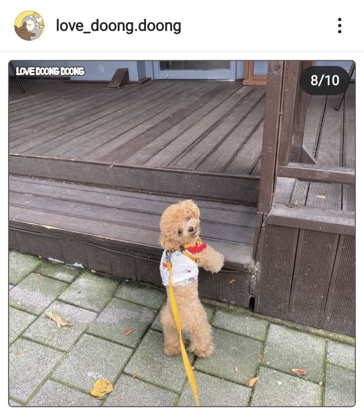 까페를 좋아하는 강아지 | 인스티즈