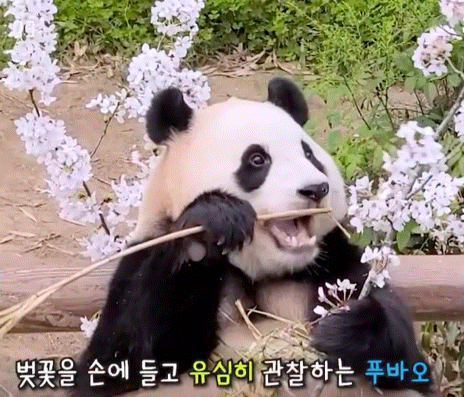꽃을 좋아하는 푸바오에게 사육사 할아버지가 만들어주는 선물 | 인스티즈