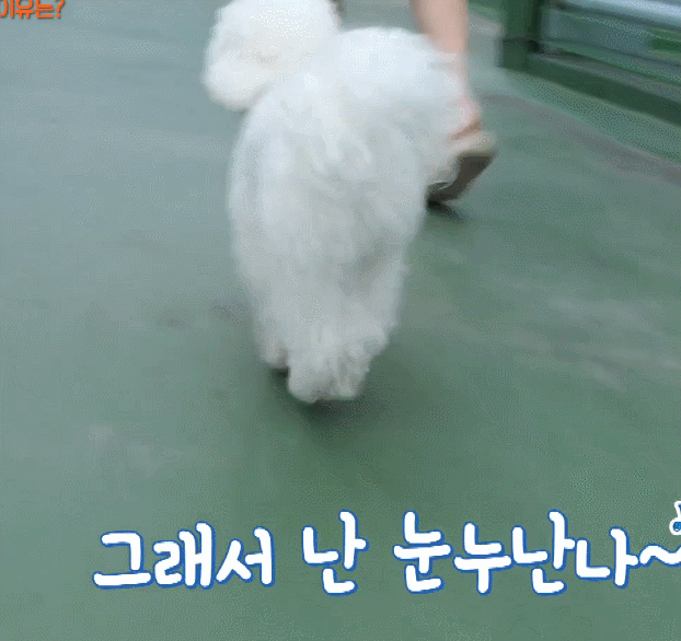 오늘 세상에 이런일에 나온 행복한 강아지.gif | 인스티즈