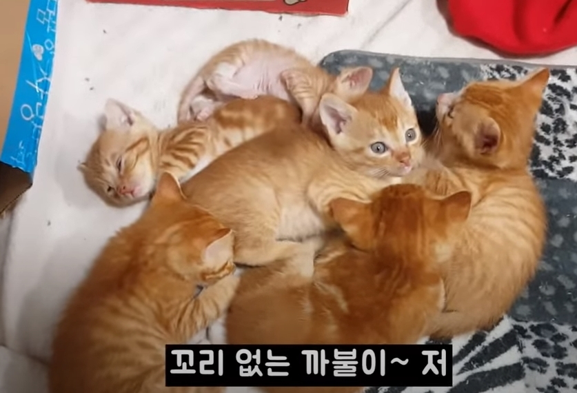 [매탈남] 고알못 집사한테 진심인 아기고양이.jpg | 인스티즈