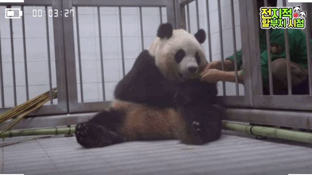 학대받던 화니 사랑만 받는 아이바오 | 인스티즈