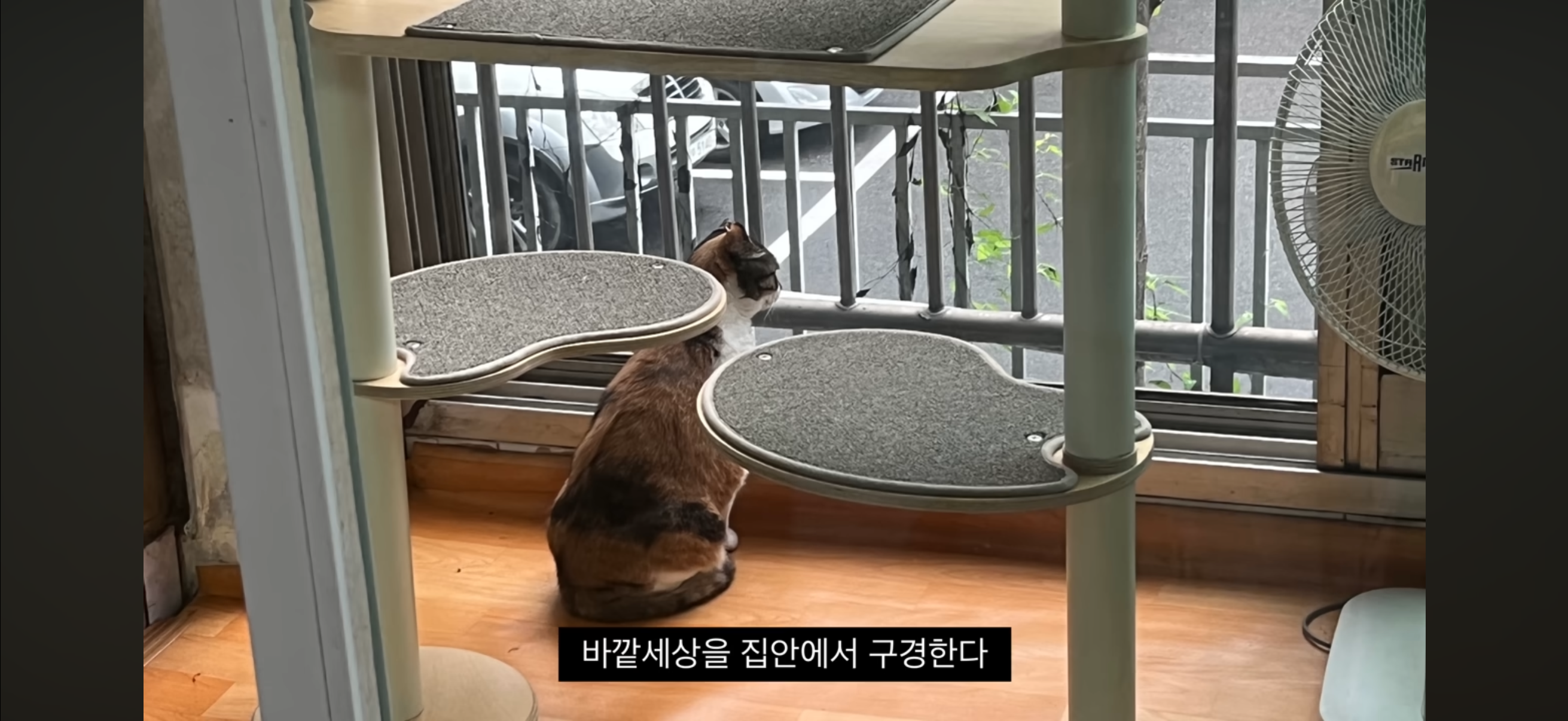 7년간 매일 나를 기다리던 길냥이(해피엔딩💕) | 인스티즈