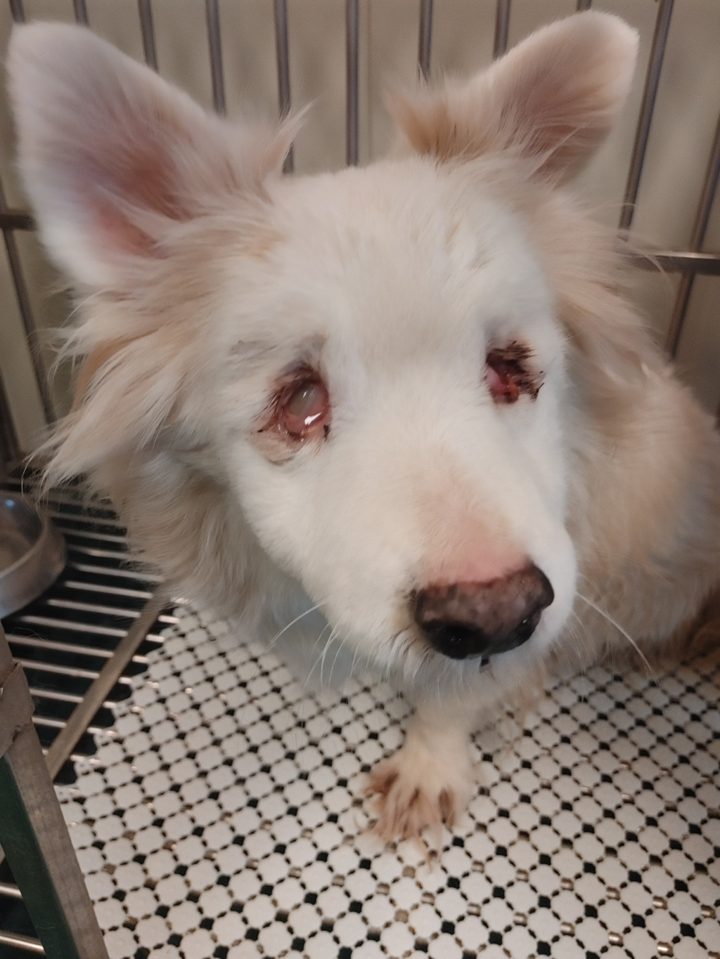 두눈이 파이고 주인에게 버려진 12살 강아지 "눈물”이 구조소식 | 인스티즈