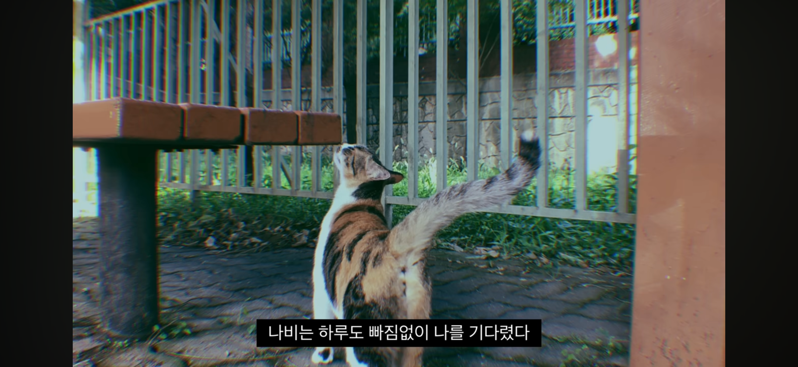 7년간 매일 나를 기다리던 길냥이(해피엔딩💕) | 인스티즈