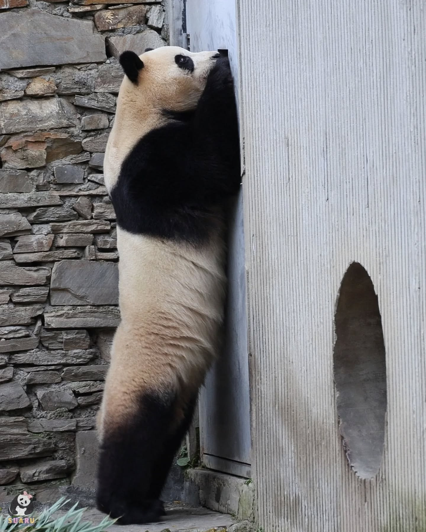 매점에서 코 쓰다듬받고 죽순 받아먹은 푸바오 | 인스티즈