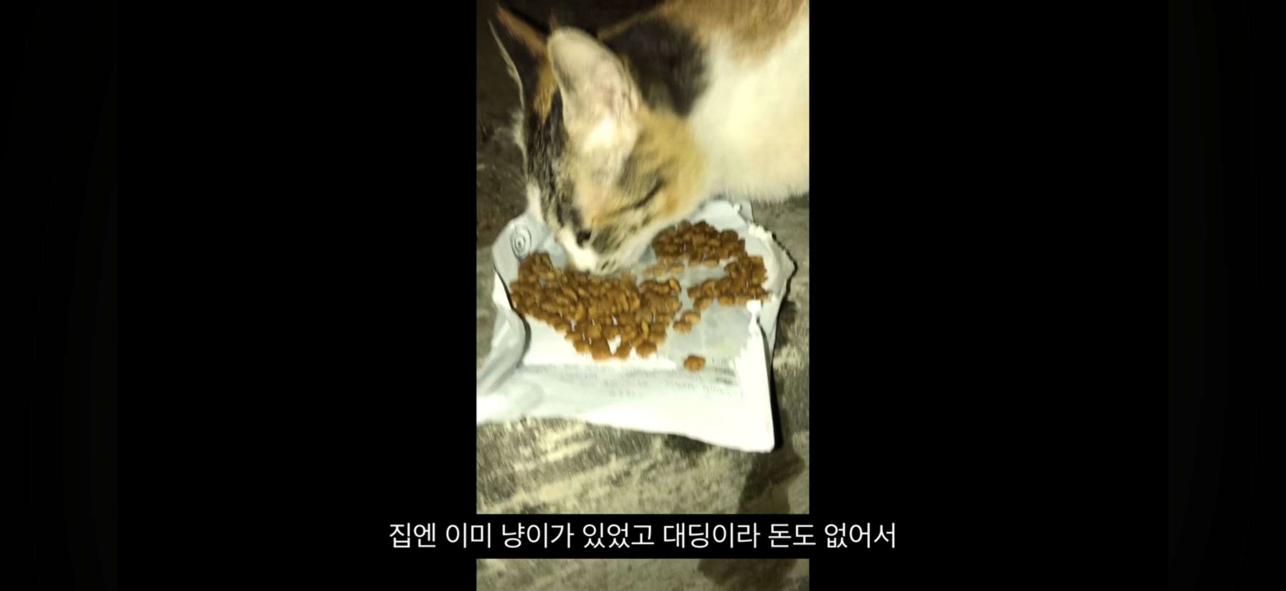 7년간 매일 나를 기다리던 길냥이(해피엔딩💕) | 인스티즈