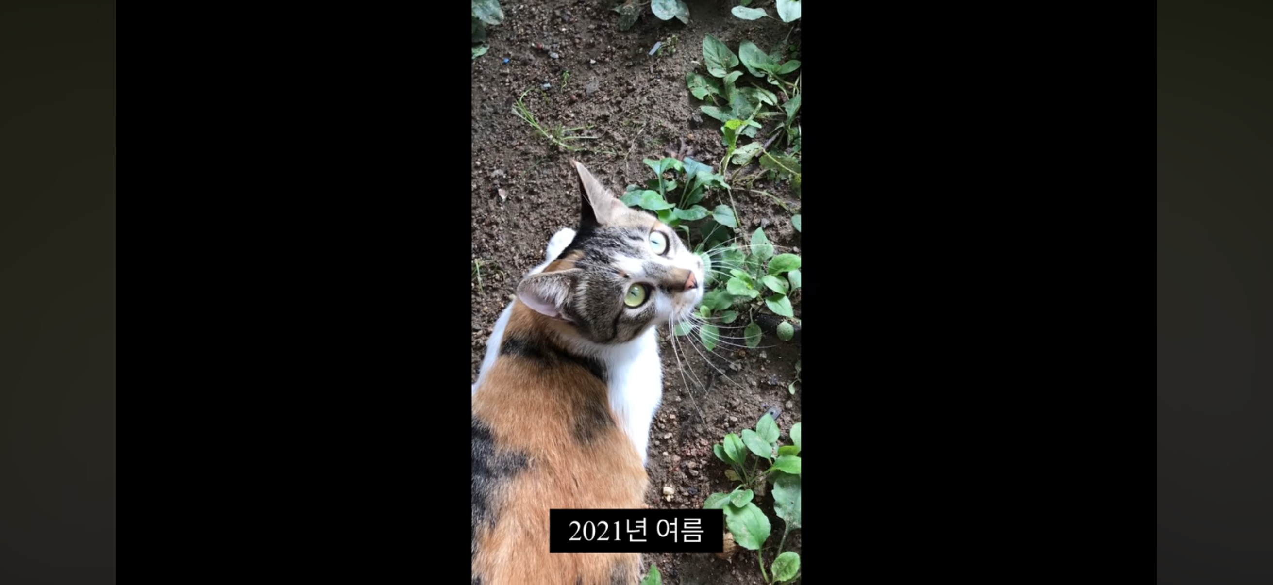 7년간 매일 나를 기다리던 길냥이(해피엔딩💕) | 인스티즈