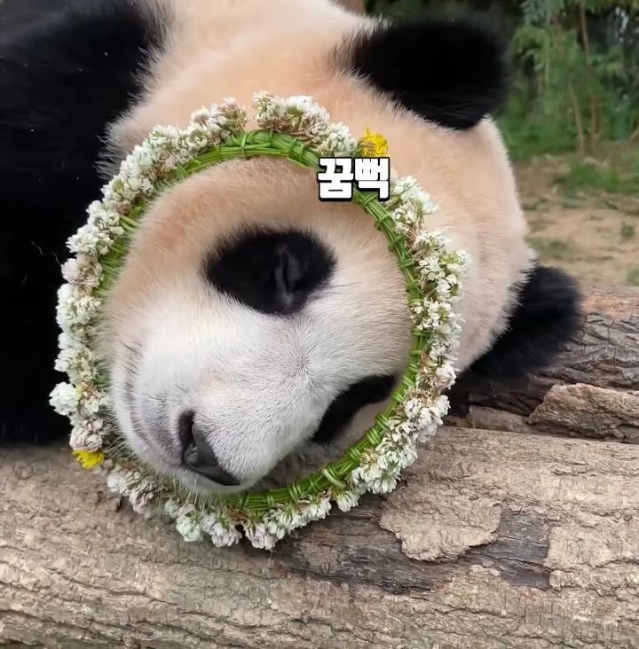꽃을 좋아하는 푸바오에게 사육사 할아버지가 만들어주는 선물 | 인스티즈