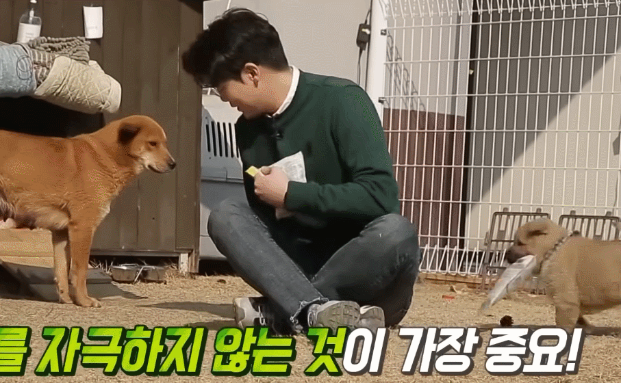 3개월된 강아지의 몸을 가진 5주 칠복이.gif - Soul Lounge - 소울드레서 (SoulDresser) 소울드레서 (SoulDresser)