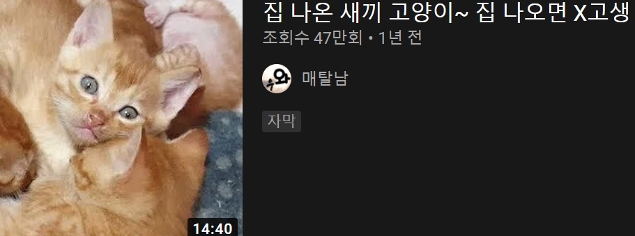 [매탈남] 고알못 집사한테 진심인 아기고양이.jpg | 인스티즈