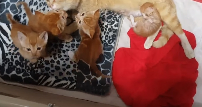[매탈남] 고알못 집사한테 진심인 아기고양이.jpg | 인스티즈
