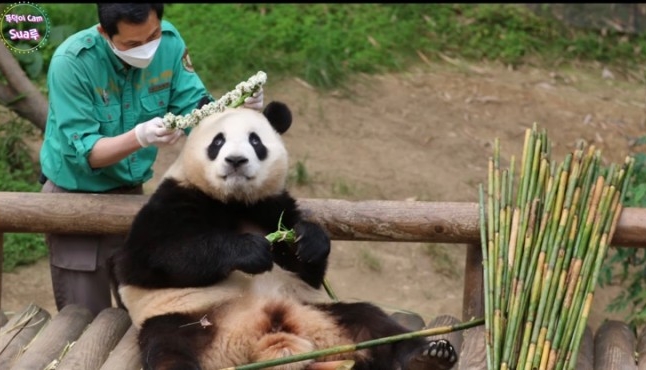 꽃을 좋아하는 푸바오에게 사육사 할아버지가 만들어주는 선물 | 인스티즈