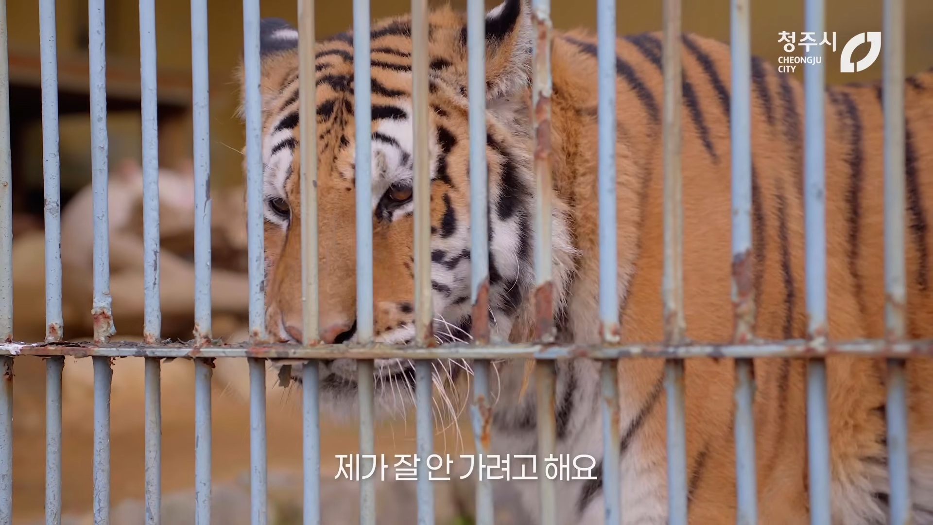 최근 내성발톱 수술한 청주동물원의 순둥이 호랑이 이호.JPGIF | 인스티즈