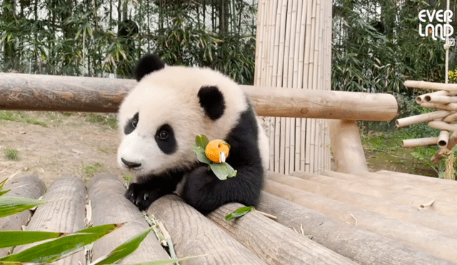 꽃을 좋아하는 푸바오에게 사육사 할아버지가 만들어주는 선물 | 인스티즈