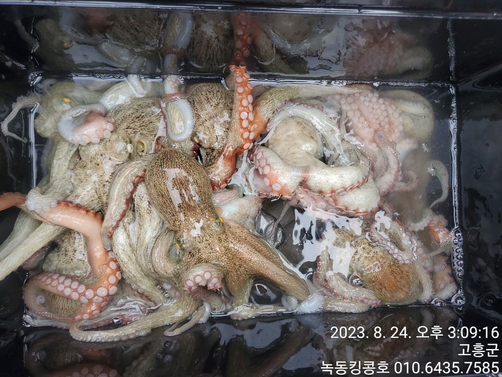 킹콩호 이미지