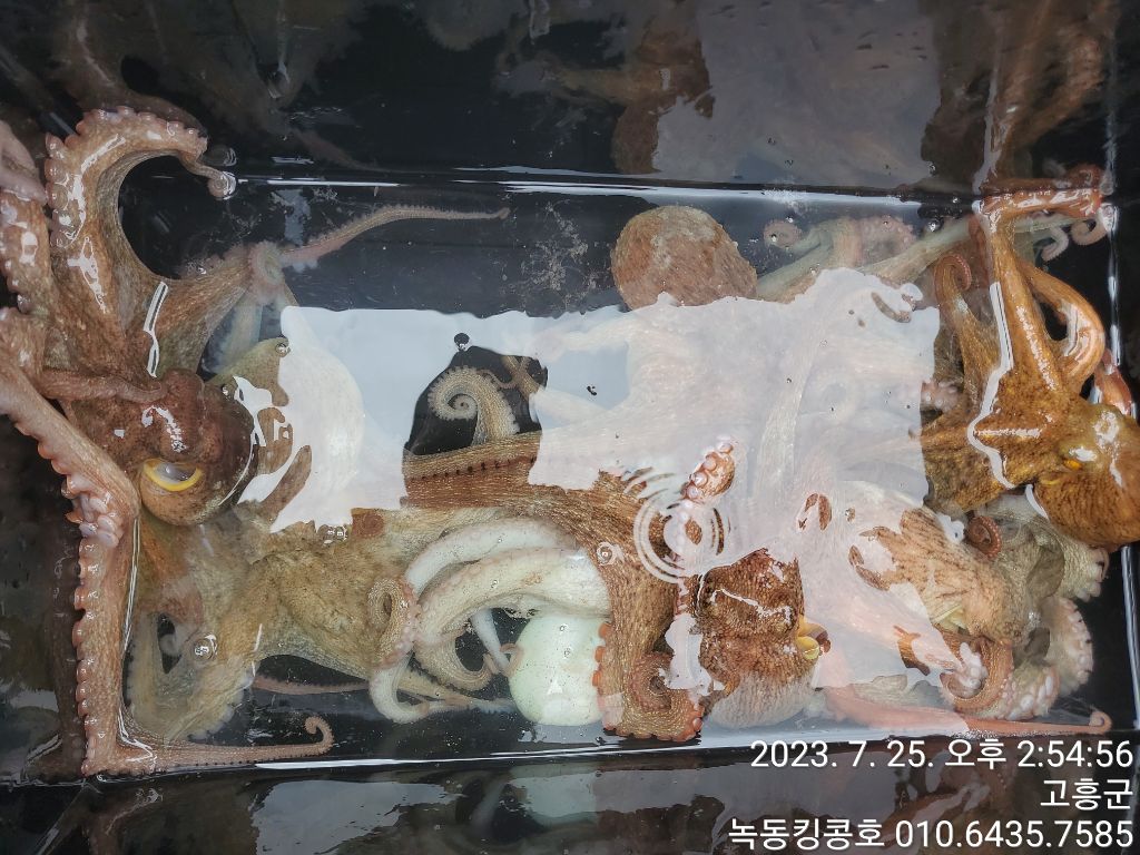 킹콩호 이미지
