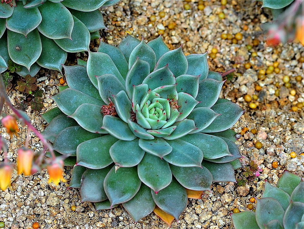 엘리카 이미지
