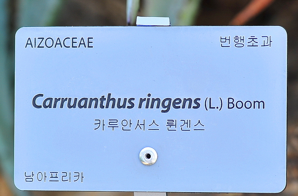 카루 이미지