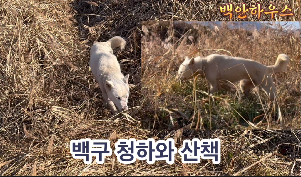 산책 이미지