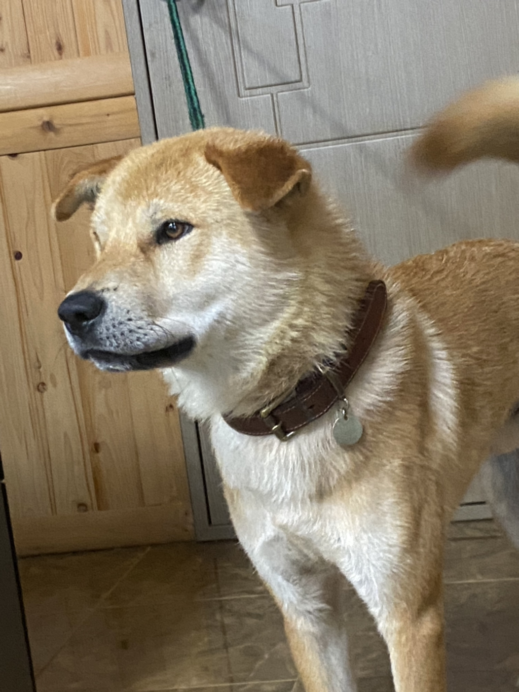 군보 이미지