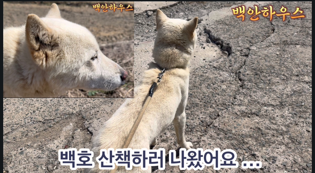 산책 이미지