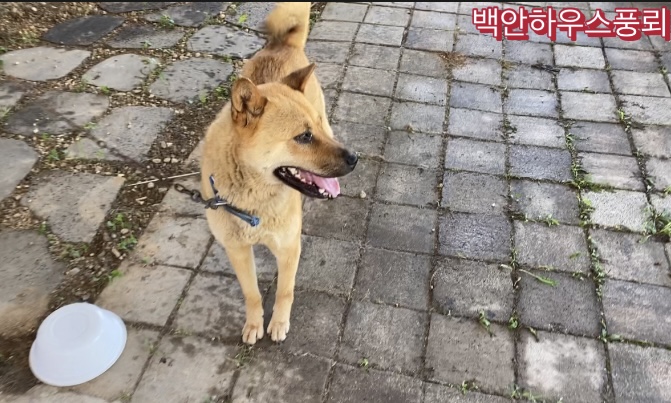 금이 이미지