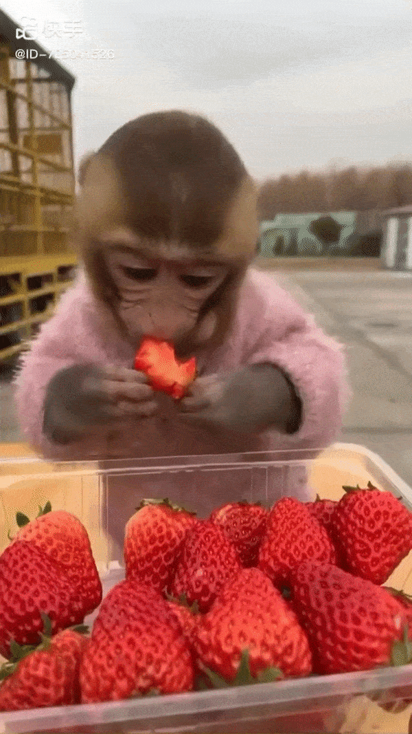아기원숭이 딸기 먹방.gif | 인스티즈