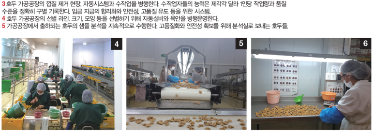 명호두 이미지