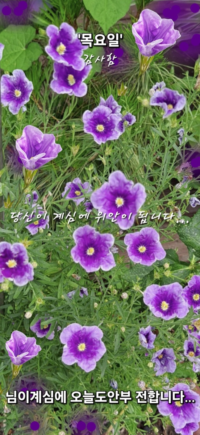 꽃잎 이미지