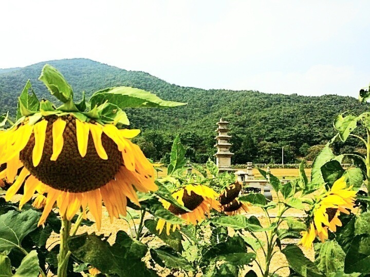 감로수 이미지