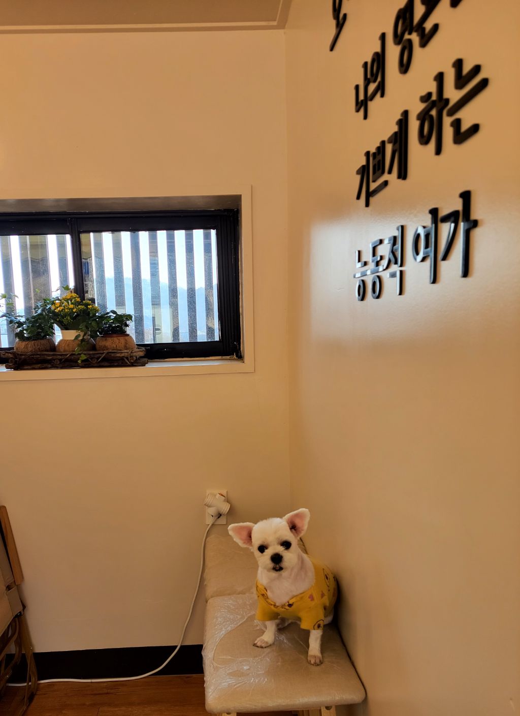 왈가닥꽃 이미지