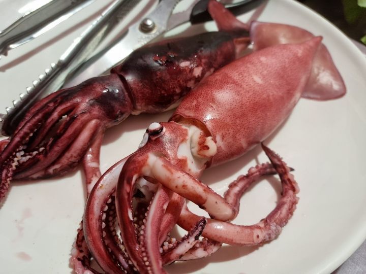 산오징어 이미지