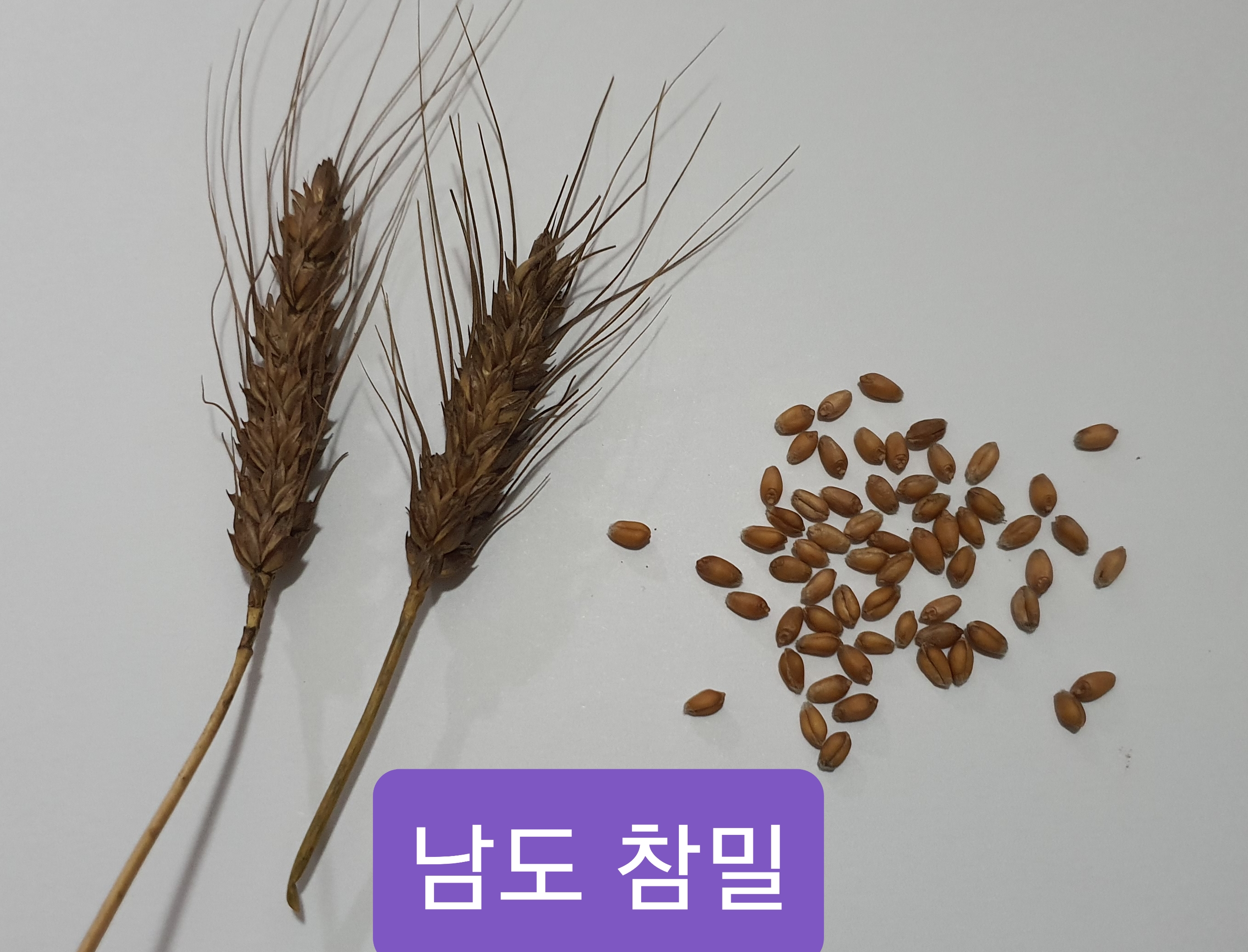 참밀 이미지