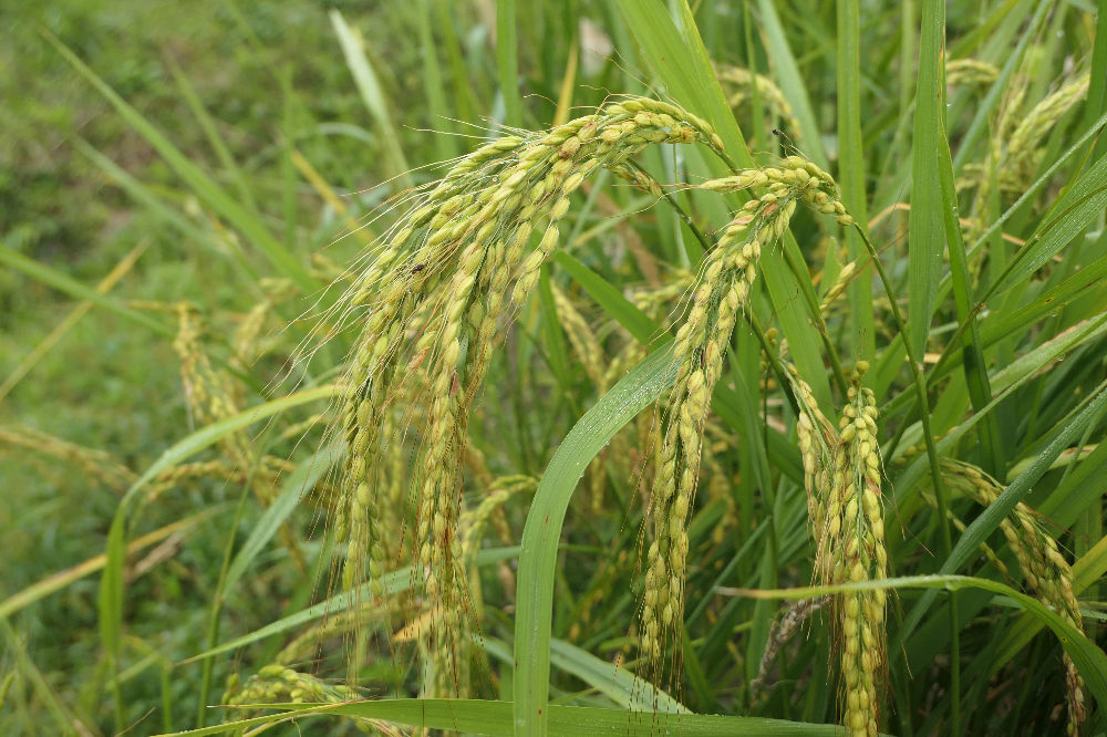 토종볍씨 공급 안내 (마감🌾) - 토종장터 - 토종씨드림