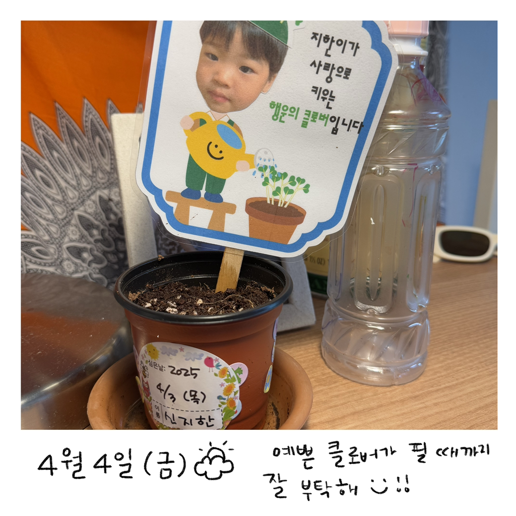 새집클로버 이미지