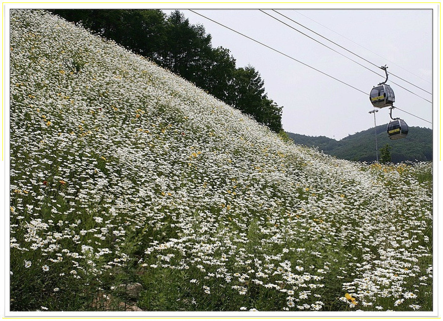 데이지화원 이미지