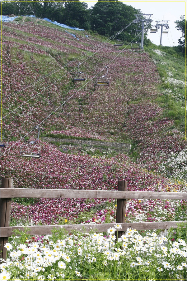 하늘꽃화원 이미지