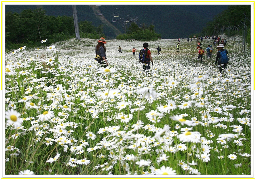 하늘꽃화원 이미지