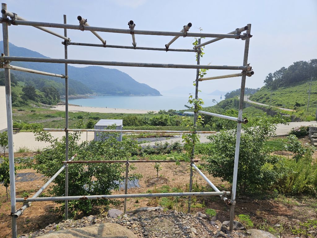 넝쿨포도 이미지