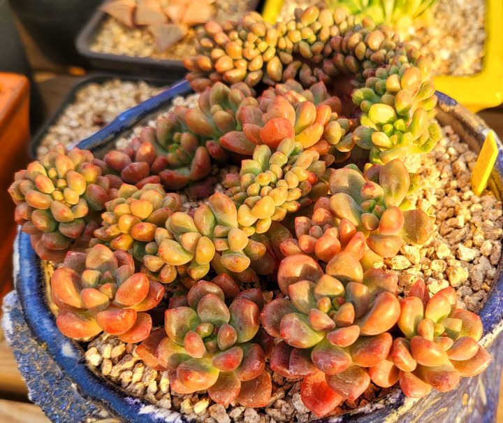 수연 이미지