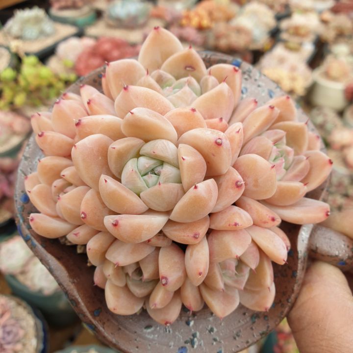 루비뷰티 이미지