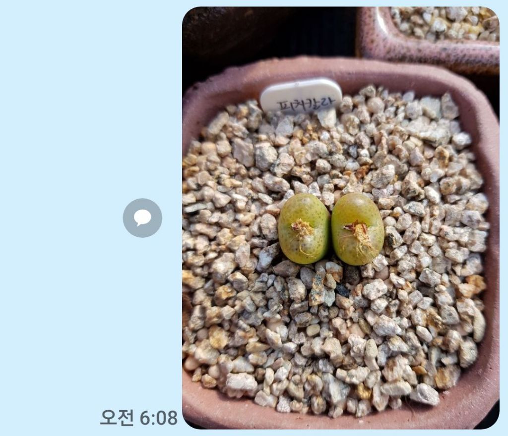 원칼라 이미지