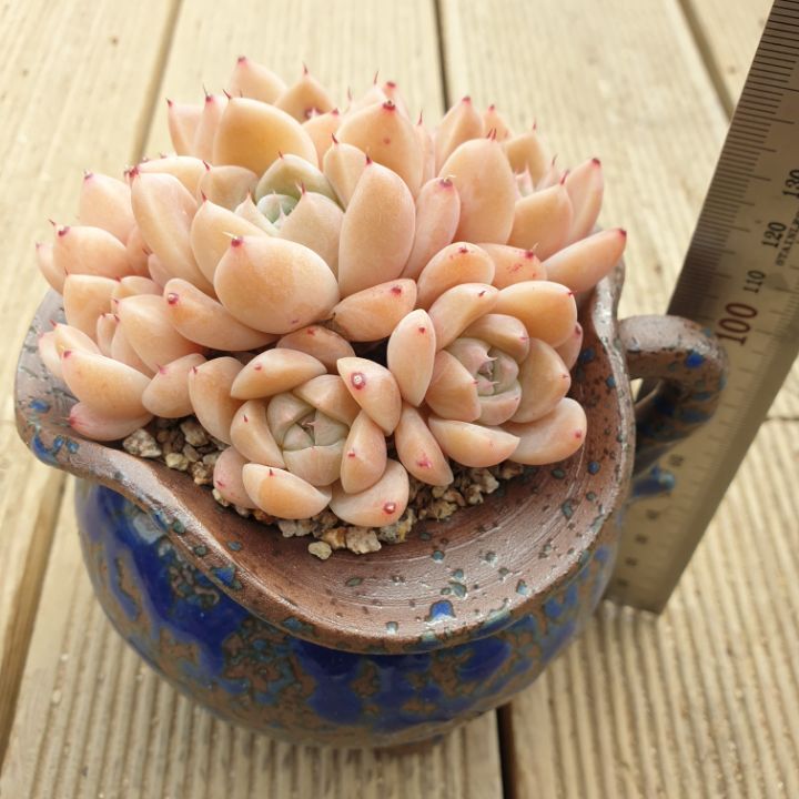 루비뷰티 이미지