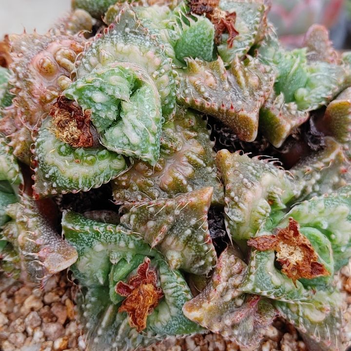 화이트드래곤 이미지