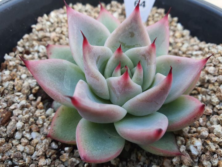 화이트드래곤 이미지